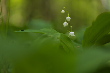 Lily of the valley - Convallaria majalis - white flower with green leaves in the forest. Beautiful bokeh. Poisonous flower