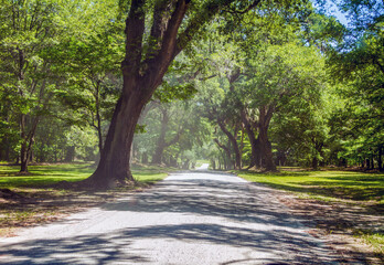 dirt and gravel driveway through a tunnel of ancient trees at a plantation