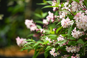 Close up of Ditzy Deutzia Nikko Blush Flowering in Garden