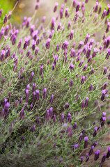 Obraz premium Bushy French Lavender Plant Growing Along Road Side