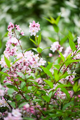 Close up of Ditzy Deutzia Nikko Blush Flowering in Garden