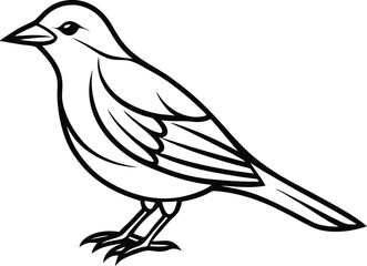 dove isolated on white background