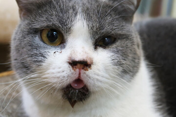Cat with scabies disease that attacks the mouth and ears. Cat with eye infection looking at camera. Sick Cat eye half closed from pain.
