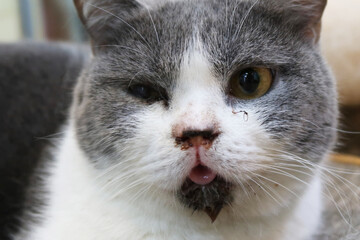 Cat with scabies disease that attacks the mouth and ears. Cat with eye infection looking at camera. Sick Cat eye half closed from pain.