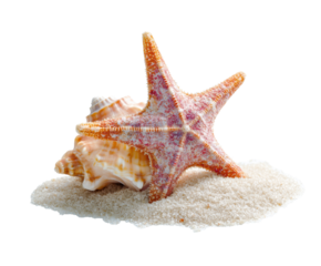 Starfish and seashells on sandy beach shore for relaxation design on a transparent background, cut out