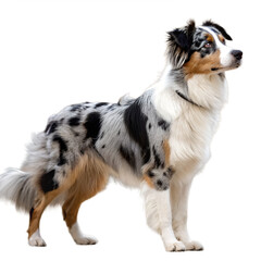 Elegant full-body portrait of a blue merle Australian Shepherd dog standing and looking to the right, isolated on a transparent background