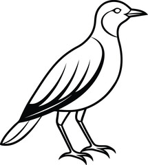 Bird Silhouette Vector Illustration In White Background