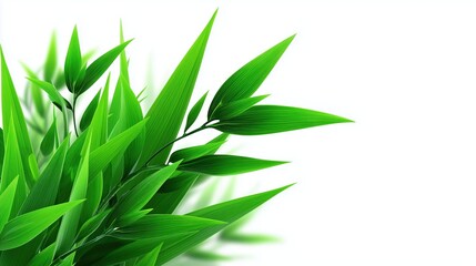 Zen concept, close-up of green bamboo shoots and leaves