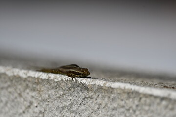 Lagartixa pequeno dragão, reptil de sangue frio