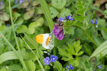 Male orange tip butterfly (Anthocharis cardamines) perched on a violet flower in Zurich, Switzerland