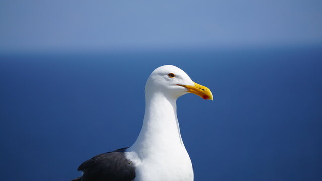 Profile of seagull with yellow bill and visible red gonydeal spot with blue ocean in background