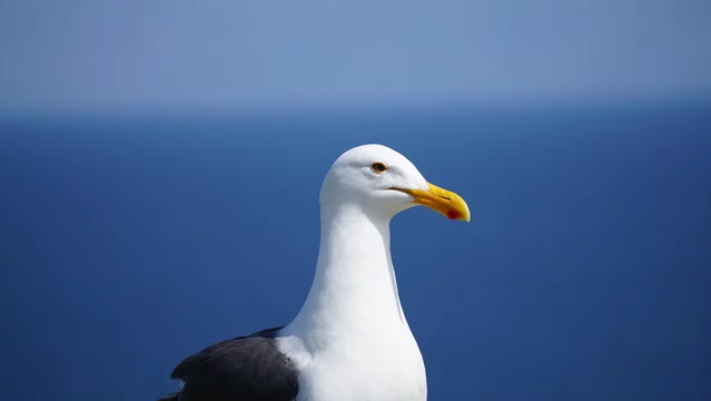 Profile of seagull with yellow bill and visible red gonydeal spot with blue ocean in background