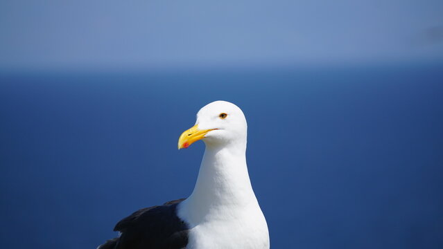 Profile of nesting western seagull with blue background