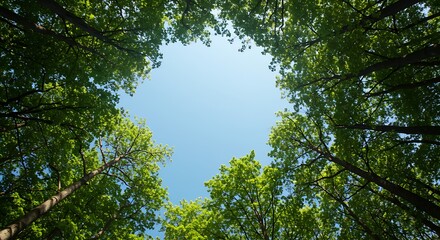 Verdant Canopy: Trees Reach Skyward, Framing Bright Blue Summer Air, Worm's-Eye View, Upward Angle, Nature's Verdure
