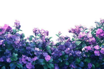 Obraz premium Blooming purple flowers with green leaves isolated on transparent background