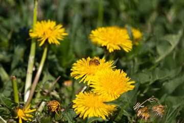 Close-up of a bee collecting nectar from a dandelion flower
