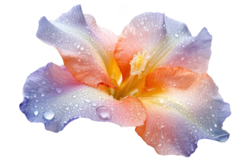 Colorful gladiolus flower with water droplets isolated on transparent background