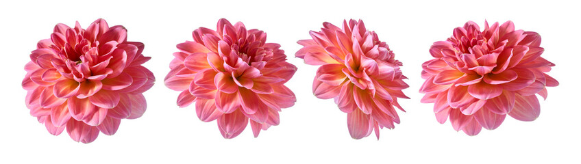 Dahlia fowers on white background