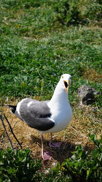 Western sea gull squawking with mouth open while standing over nest on grassy ground