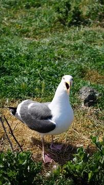 Western sea gull squawking with mouth open while standing over nest on grassy ground