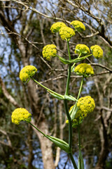Flowers of Gibraltar.