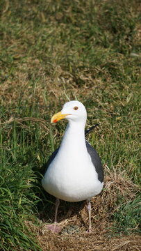 Western seagull standing over eggs in nest on Anacapa Island in California