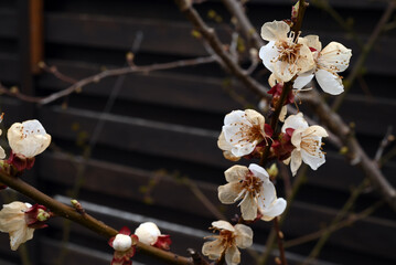 Apricot tree flowers damaged by late frost. Selective focus.