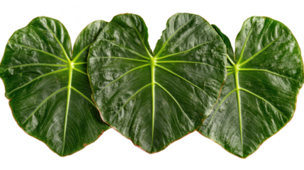 Three Alocasia leaves, showcasing vibrant green hues and intricate vein patterns on PNG transparent background
