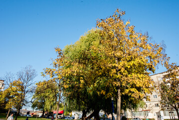 Naklejka premium autumn in the park