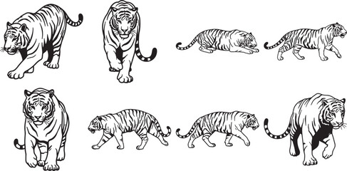 Black and White Tiger Line Art Variations