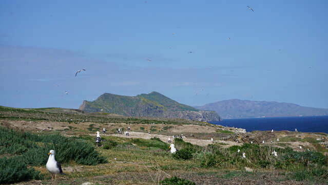 Western seagulls nesting on ground with distant view of Anacapa Islands