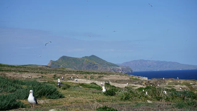 Western seagulls nesting on ground with distant view of Anacapa Islands