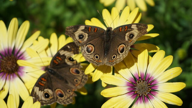 Butterflies on yellow and pink flowers