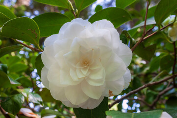 White and yellow Camellia japonica flower in full bloom