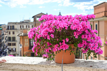 Azaleas on the Spanish Steps in Rome Italy during the Spring in a summer day. Italy trip concept