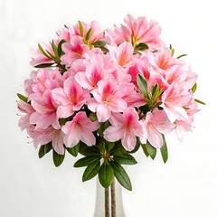 Beautiful Pink Azaleas Bouquet in Vase Against White Background