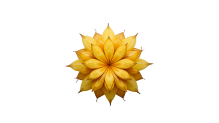 Isolated yellow flower blossom floral bloom botanical petal nature plant design graphic art background on transparent background