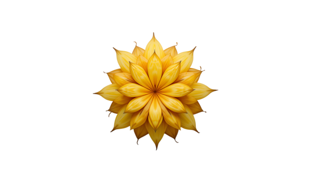 Isolated yellow flower blossom floral bloom botanical petal nature plant design graphic art background on transparent background