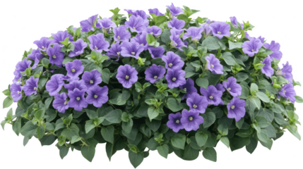 Beautiful PNG transparent background of blooming calibrachoa plants