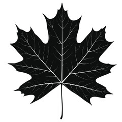 Naklejka premium Silhouette Maple Leaf Illustration Botanical Vector Design Nature Plant Symbolism
