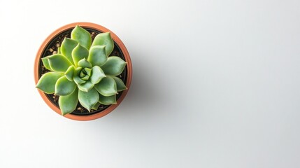 Succulent plant in terracotta pot