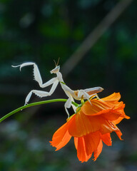 White Praying Mantis Perched on an Orange Flower in Natural Surroundings