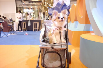 Adorable Small Dog in Pet Stroller at Bright Indoor Event Space with Colorful Decorations