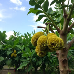 Fresh durian tree beautiful garden with nice sky, best quality product food in Chanthaburi, Thailand for export