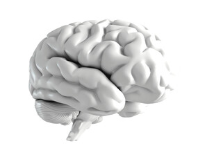 Brain isolated. Human brain anatomical model, side view. Our Minds Matter.