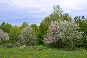 Obraz premium A scenic view of blooming trees in a green meadow under a cloudy sky