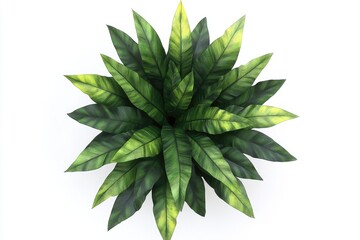 Obraz premium Lush green foliage plant in pot, viewed from above