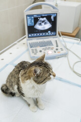 A young cat in a modern veterinary clinic on the background of ultrasonic diagnostics apparatus....