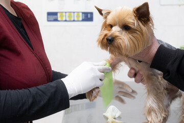 A veterinarian examines a pedigree dog on the examination table in a modern veterinary clinic. The...