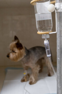 IV catheter on a doggie in a modern veterinary clinic. Concept: intensive care, veterinary treatment, modern animal treatment.